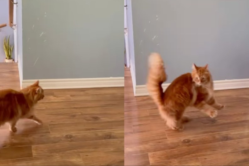 Cat Gets Spooked by Owner's Request in Hilarious Video