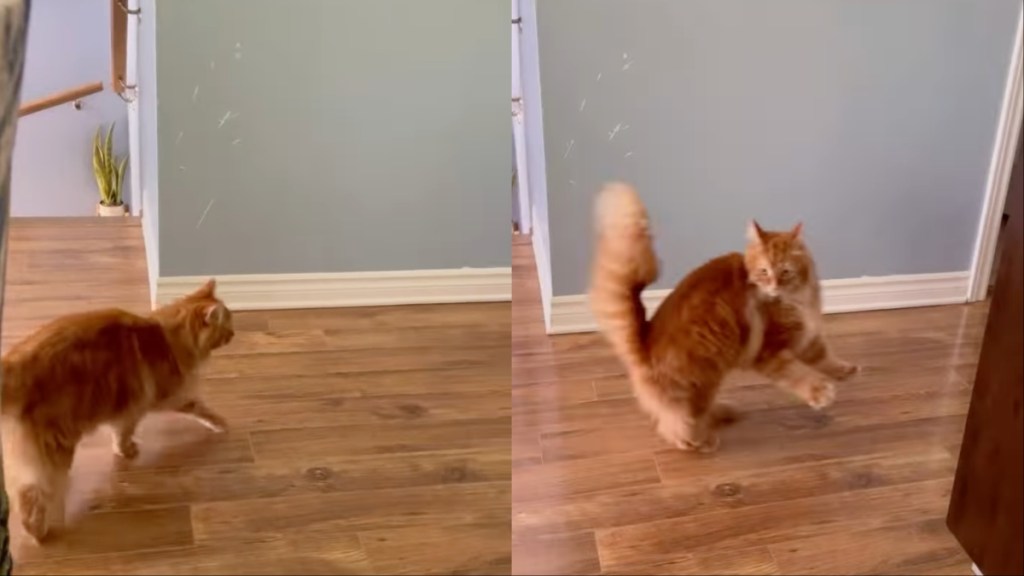 Cat Gets Spooked by Owner's Request in Hilarious Video