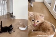 Kitten Mischievously Pushes Sibling into Water Bowl in Viral Video