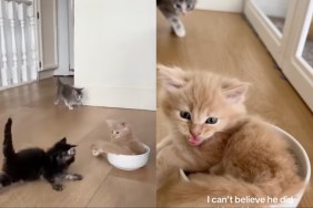 Kitten Mischievously Pushes Sibling into Water Bowl in Viral Video