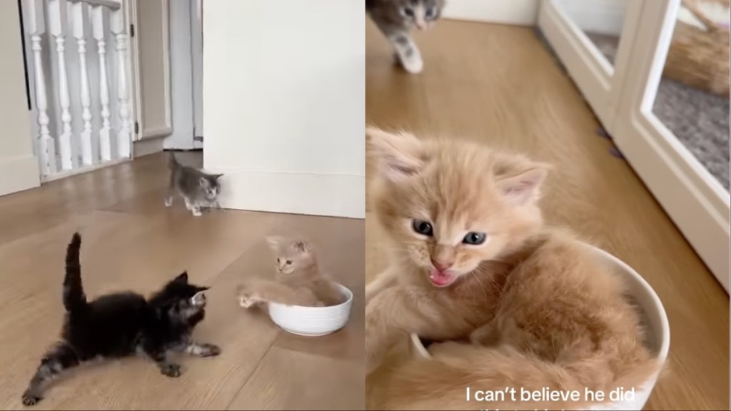 Kitten Mischievously Pushes Sibling into Water Bowl in Viral Video
