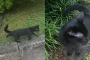 Cat Loves Surprising Owner Mid-Walk by Jumping Out of the Bushes