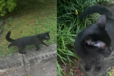 Cat Loves Surprising Owner Mid-Walk by Jumping Out of the Bushes