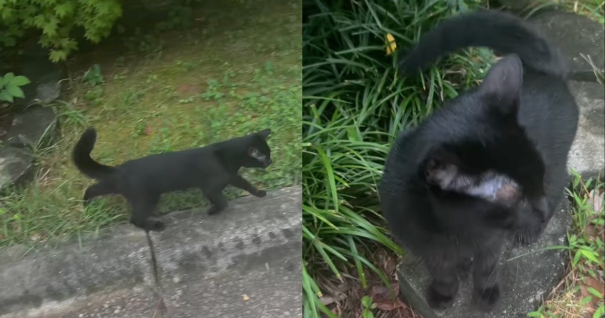 Cat Loves Surprising Owner Mid-Walk by Jumping Out of the Bushes – CatTime
