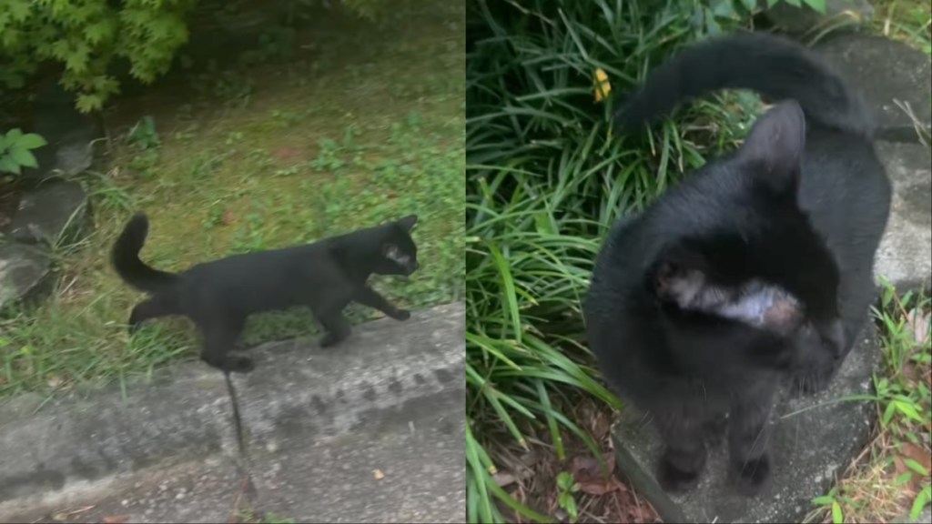 Cat Loves Surprising Owner Mid-Walk by Jumping Out of the Bushes
