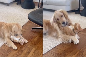 Cat & Golden Retriever Playfully Wrestling Feels More Like Love Than Fight