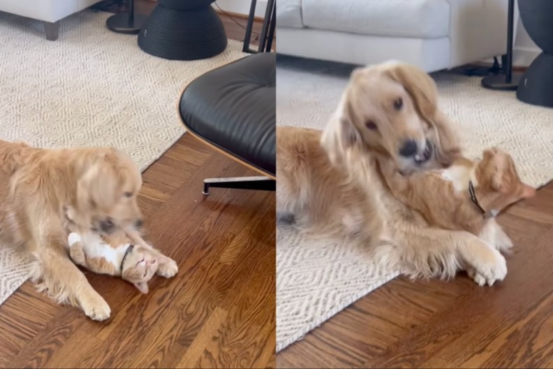 Cat & Golden Retriever Playfully Wrestling Feels More Like Love Than Fight