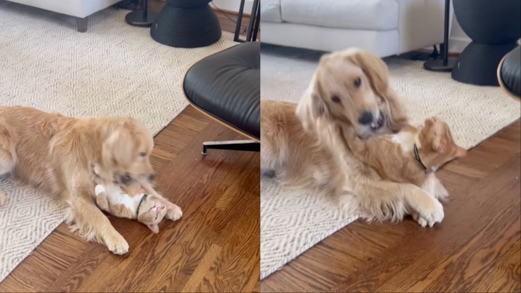 Cat & Golden Retriever Playfully Wrestling Feels More Like Love Than Fight