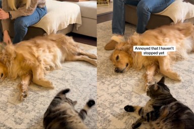 Cat Gets 'Jealous' When Mom Gives Dog Sibling Attention