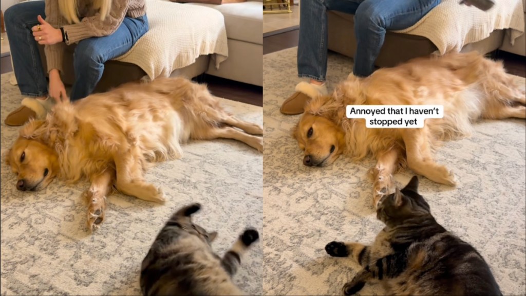Cat Gets 'Jealous' When Mom Gives Dog Sibling Attention