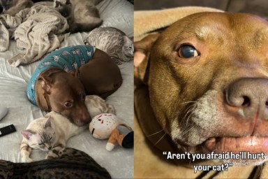 Cat Is Totally Safe With This Dog — It’s Always Cuddles Between Them
