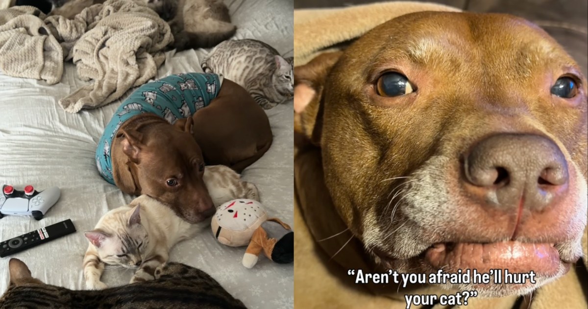 Cat Is Totally Safe With This Dog — It’s Always Cuddles Between Them – CatTime