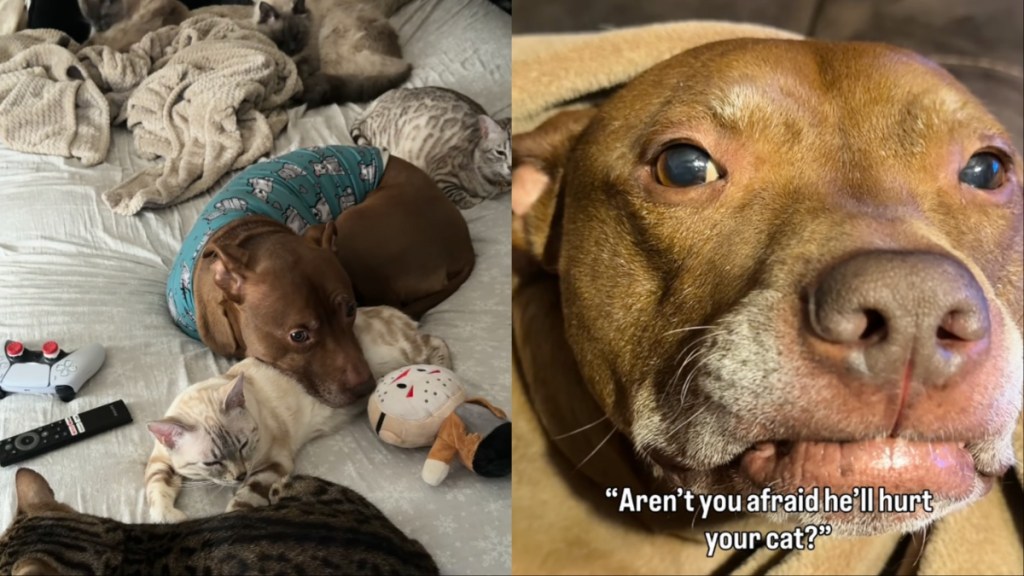 Cat Is Totally Safe With This Dog — It’s Always Cuddles Between Them