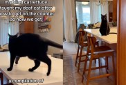 Video: Deaf Cat Makes Cute Noises After Getting on Counter