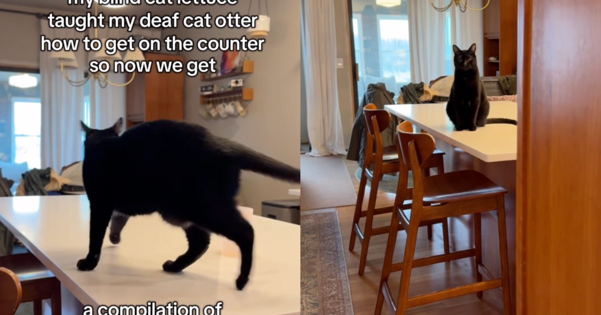 Video: Deaf Cat Makes Cute Noises After Getting on Counter – CatTime