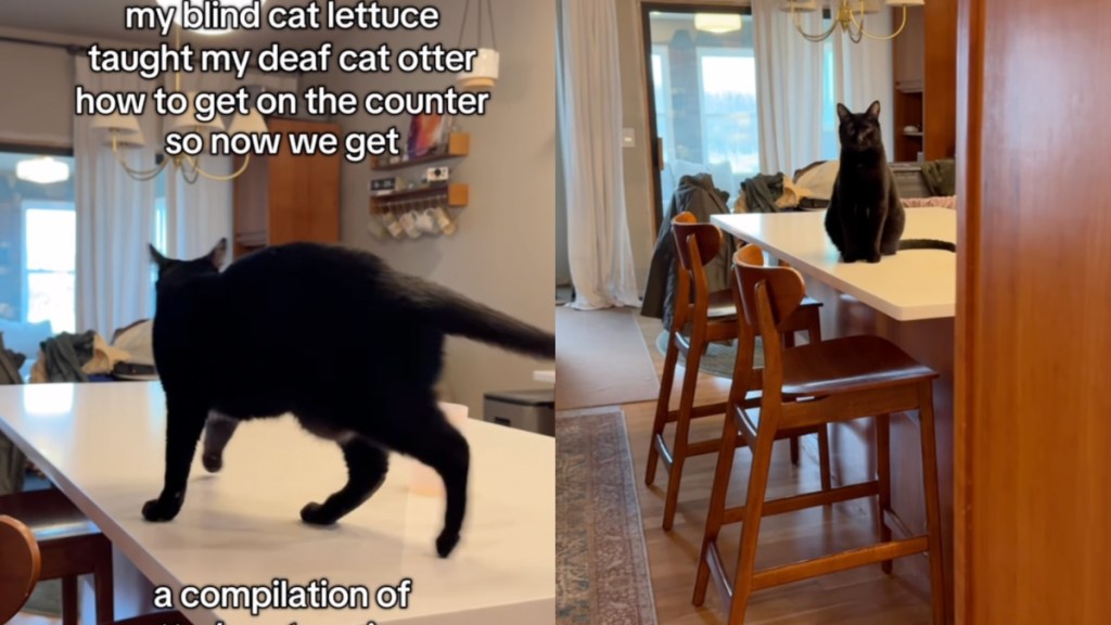Video: Deaf Cat Makes Cute Noises After Getting on Counter