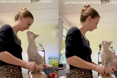 Clingy Cat Won’t Give Mom Personal Space — Even in the Kitchen