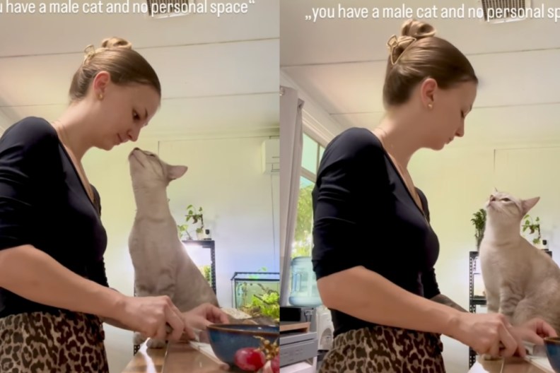 Clingy Cat Won’t Give Mom Personal Space — Even in the Kitchen