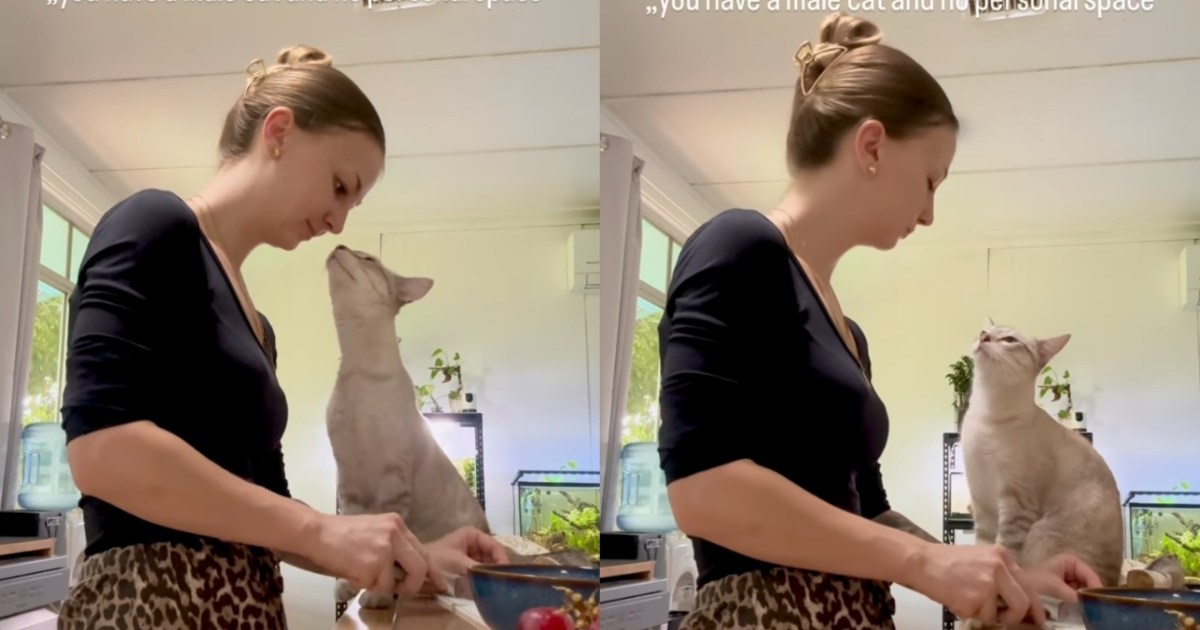 Clingy Cat Won’t Give Mom Personal Space — Even in the Kitchen – CatTime