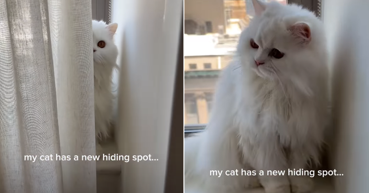 Video: Cat Hides From Mom in Perfect New Spot – CatTime