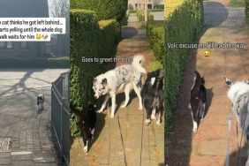 Video of Cat Finding His Way Back to the Owner Ends Unexpectedly