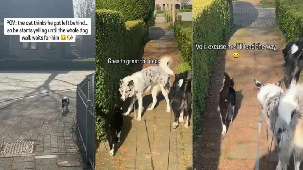 Video of Cat Finding His Way Back to the Owner Ends Unexpectedly