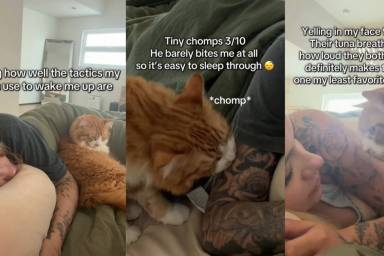 Cat’s Tactics To Wake Owner up Range From Cute To Chaotic