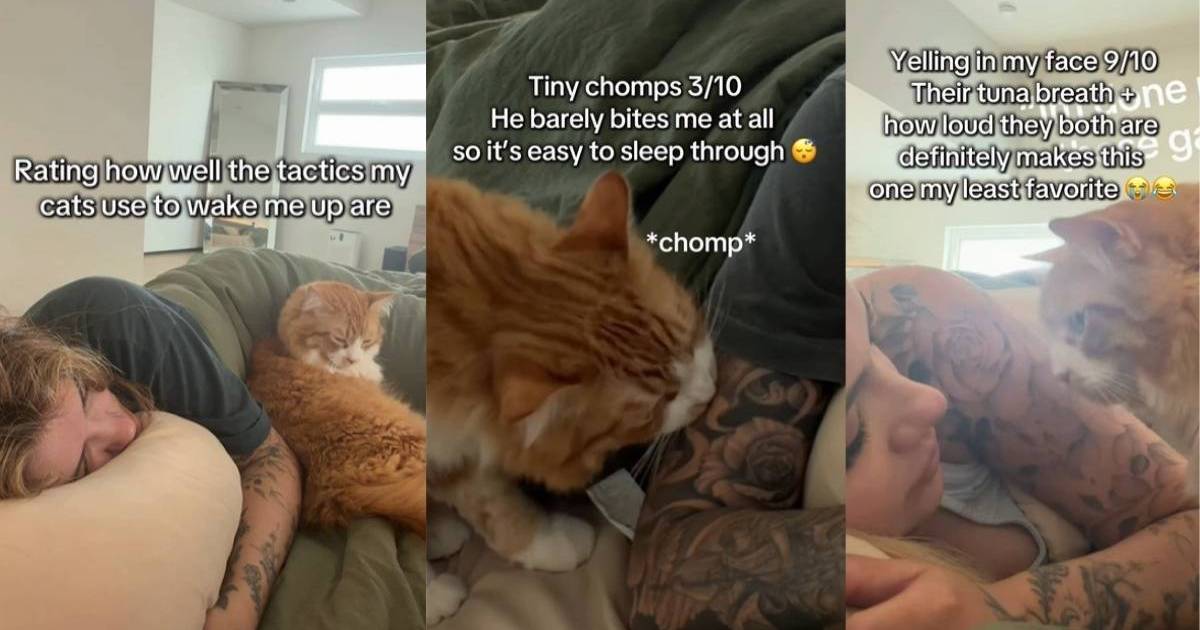 Cat’s Tactics To Wake Owner up Range From Cute To Chaotic – CatTime