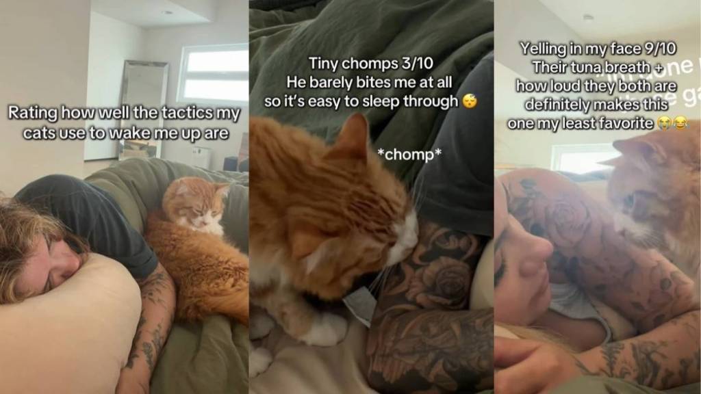 Cat’s Tactics To Wake Owner up Range From Cute To Chaotic