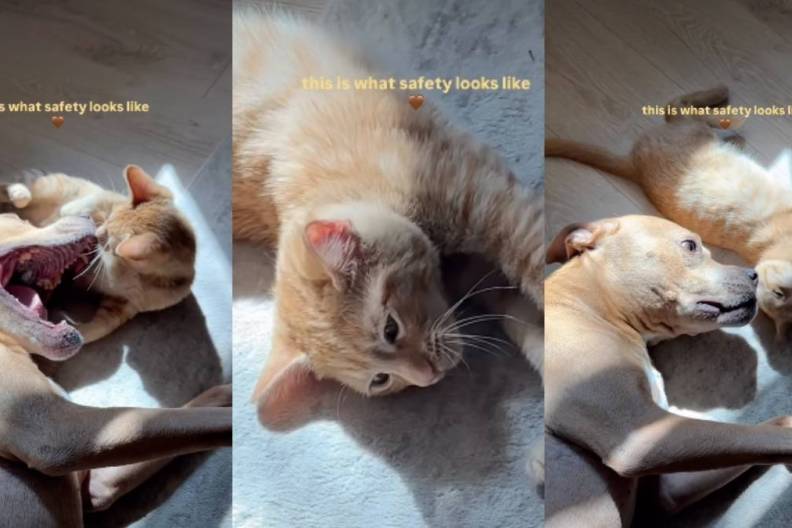Cat Has His Own Emotional Support Pit Bull in Heartwarming Video