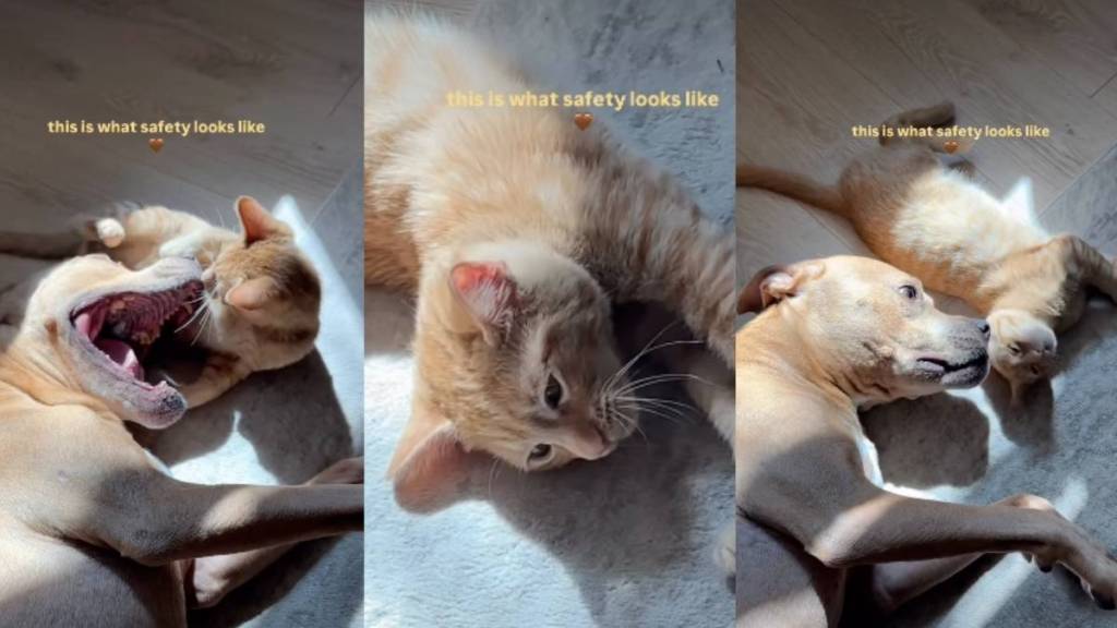 Cat Has His Own Emotional Support Pit Bull in Heartwarming Video