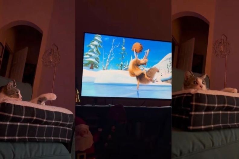 Cat Glances at Owner to See If She's Watching TV Too