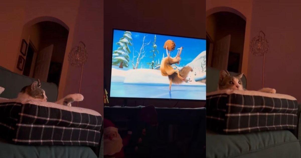 Cat Glances at Owner to See If She’s Watching TV Too – CatTime