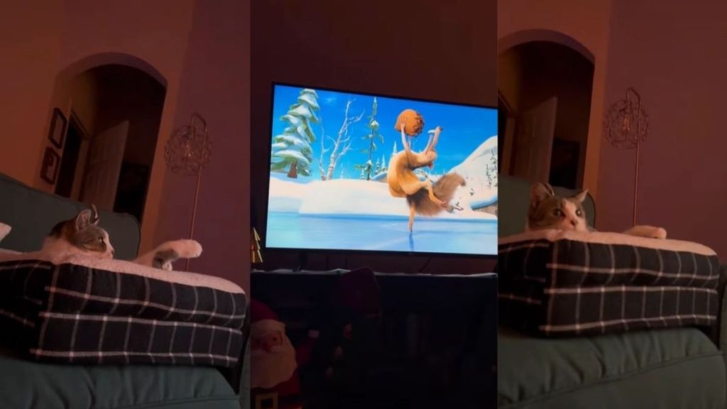 Cat Glances at Owner to See If She's Watching TV Too