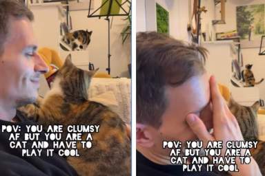 Clumsy Cat Acts Cool After Falling on Piano