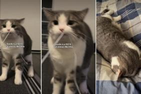 Cat Goes Viral for How She Sleeps