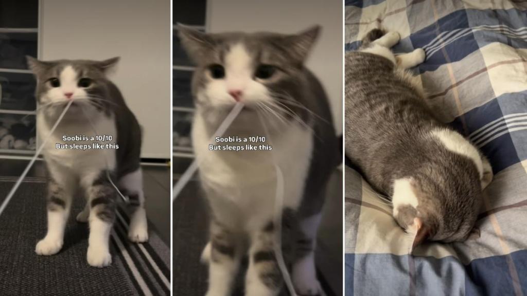 Cat Goes Viral for How She Sleeps