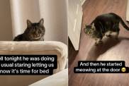 Cat Expects 'Royalty' Treatment at Bedtime for a Reason