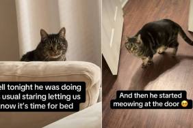 Cat Expects 'Royalty' Treatment at Bedtime for a Reason