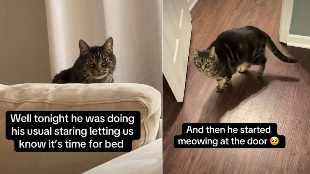 Cat Expects 'Royalty' Treatment at Bedtime for a Reason