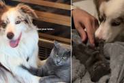 Rescue Cat Is Inseparable From the Dog Who Helped Her Survive & Thrive