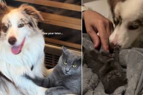 Rescue Cat Is Inseparable From the Dog Who Helped Her Survive & Thrive