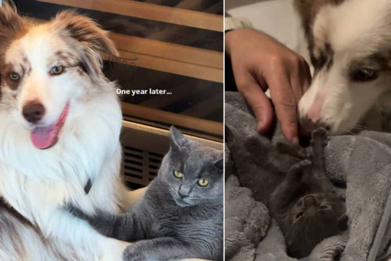 Rescue Cat Is Inseparable From the Dog Who Helped Her Survive & Thrive