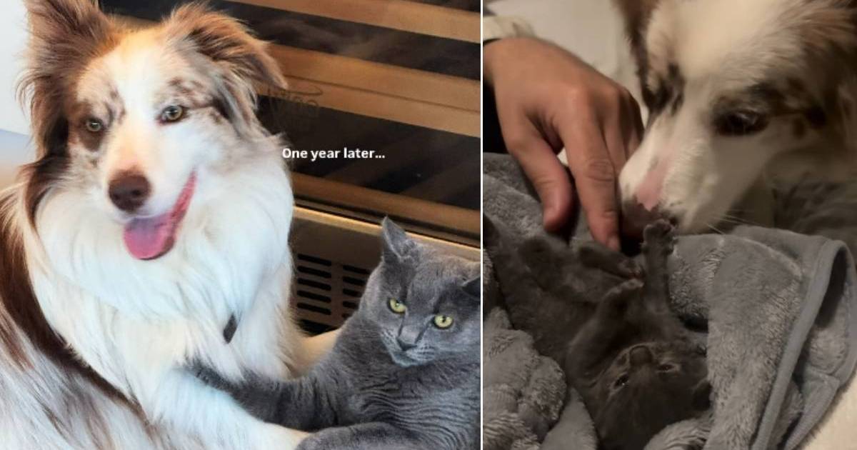 PetWireDaily — Rescue Cat Is Inseparable From the Dog Who Helped Her Survive & Thrive