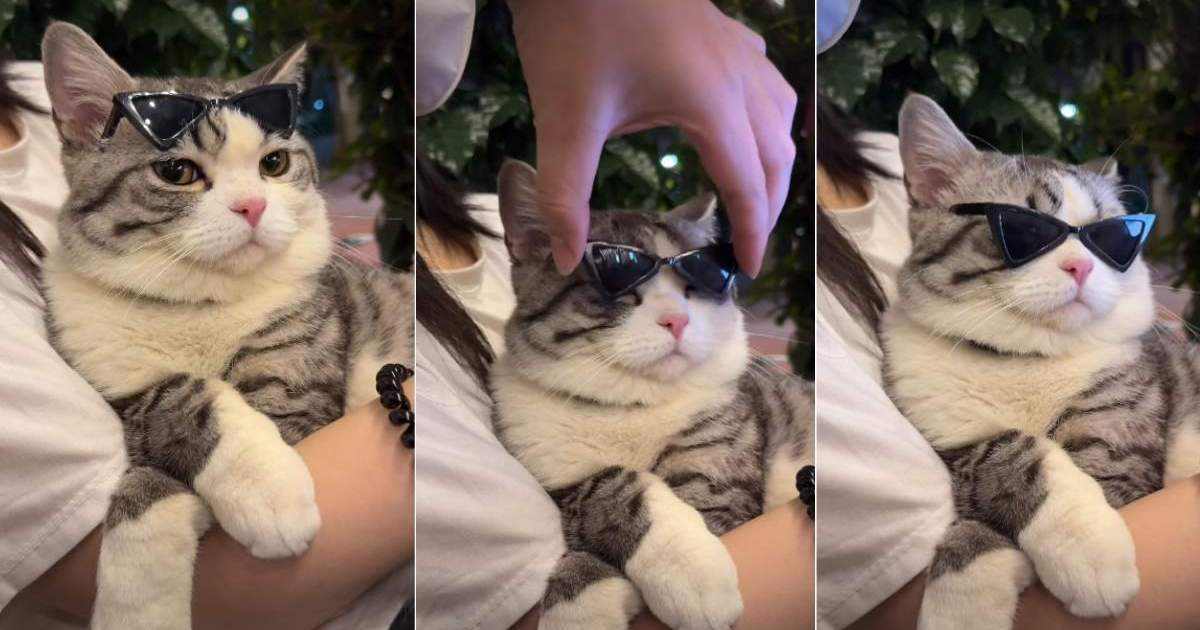 Cat Channels Ultimate ‘Diva’ Energy While Wearing Sunglasses – CatTime