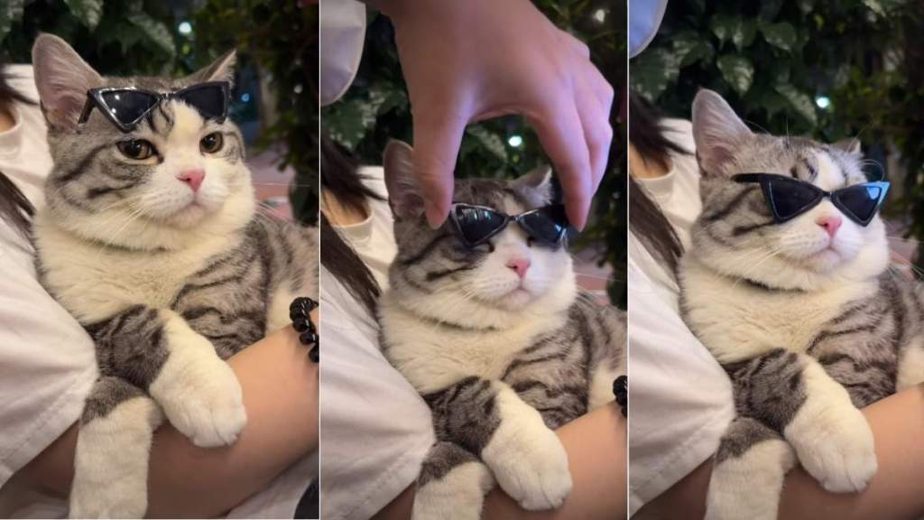 Cat Channels Ultimate ‘Diva’ Energy While Wearing Sunglasses