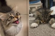 Owner Reveals Difference in Kitten Before & After Breakfast
