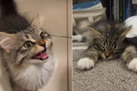 Owner Reveals Difference in Kitten Before & After Breakfast