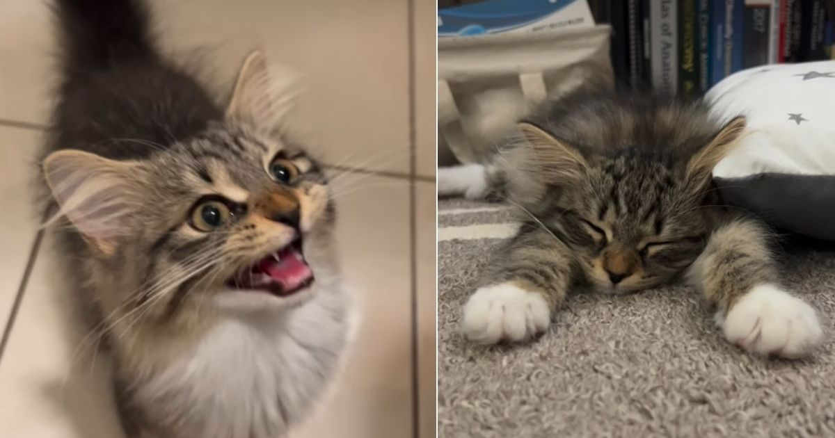 Owner Reveals Difference in Kitten Before & After Breakfast – CatTime