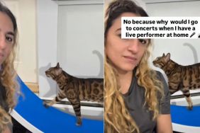 Cat Loves Doing Free Live Performances for Owner